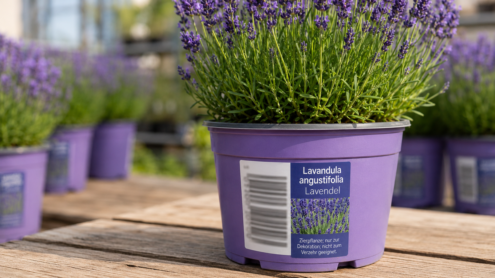 Lavendel in violetten Töpfen mit gut sichtbarem Topfetikett und Barcode für den professionellen Gartenbau.